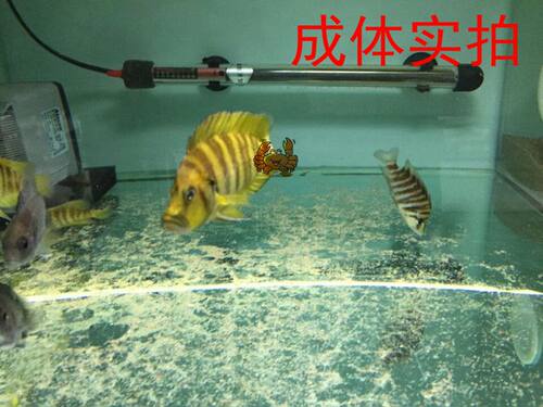 【冲冠特惠】德系三湖慈鲷坦鲷 橘子虎 橙虎 热带鱼 新品包活 - 图0