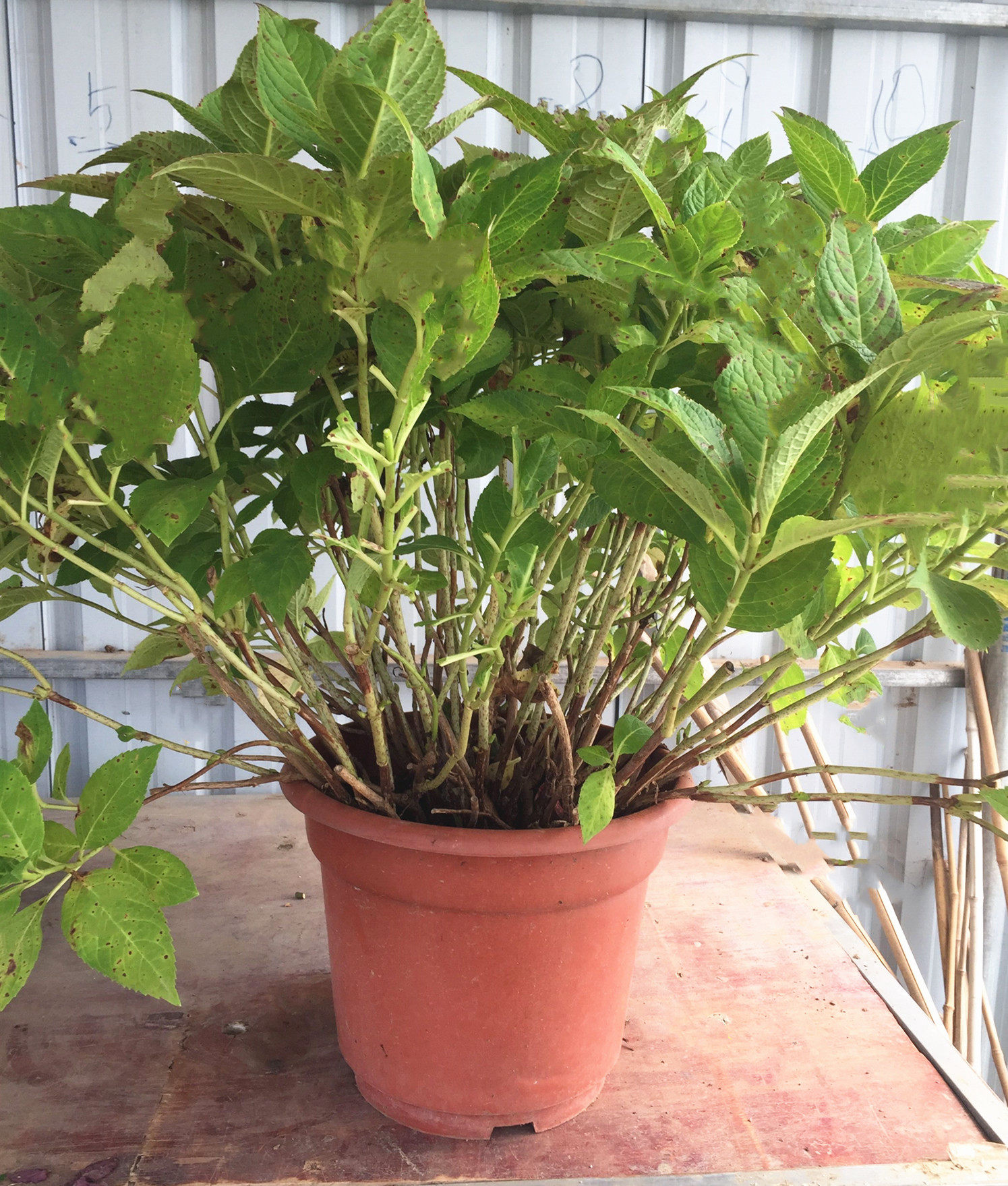 高杆大苗无尽夏绣球花苗四季一级老桩庭院阳台室外耐寒植物带盆栽 五月天花卉直销 淘优券