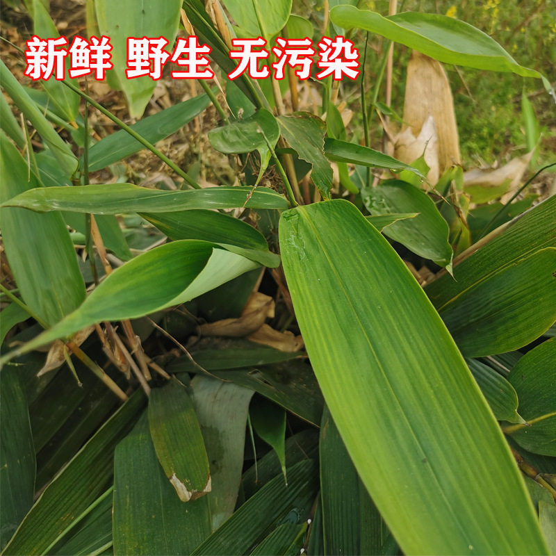 粽叶新鲜粽子叶免邮大号干家用竹叶包粽子的粽叶子特大码棕叶芦苇,淘宝优惠券,粉丝福利购,淘宝优惠卷