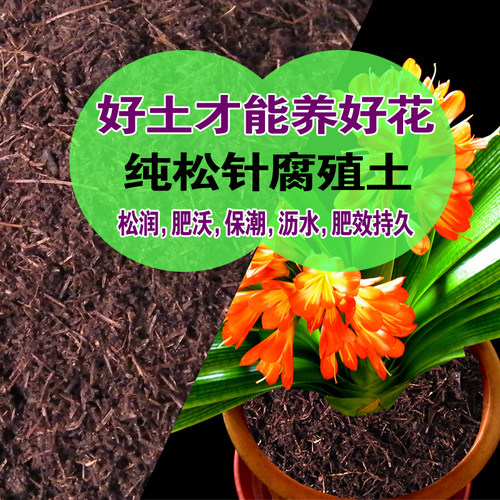 松针土纯松针天然腐熟腐叶土营养土腐殖土种花养花土种菜土君子兰 - 图2