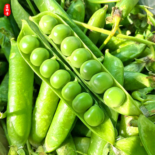 甜豌豆种子种籽甜脆豌豆苗种碗豌豆种甜豆四季豆长寿豆仁荚水果 - 图1