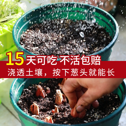 红葱头种子四季小香葱种头四川火葱种籽红头小葱葱苗阳台盆栽种孑 - 图1