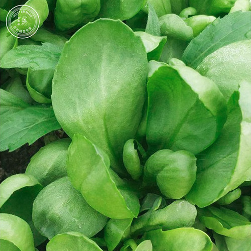 大叶小叶茼蒿种子青菜种籽皇帝菜蔬菜秋冬冬季四季种孑菜籽菜种 - 图2