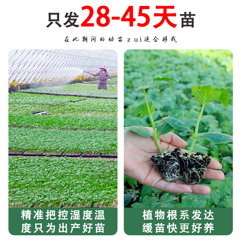 水果小黄瓜种苗旱嫁接高产大全大黄瓜春季四季盆栽蔬菜苗秧孑秧苗 - 图1