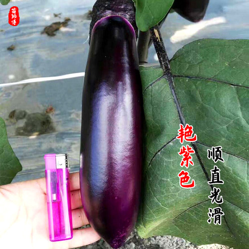 1619茄子种子种籽黑紫色嫁接长茄高产春季蔬菜苗秧孑秧苗带土种苗 - 图0