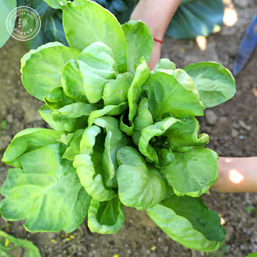 大叶小叶茼蒿种子青菜种籽皇帝菜蔬菜秋冬冬季四季种孑菜籽菜种 - 图0