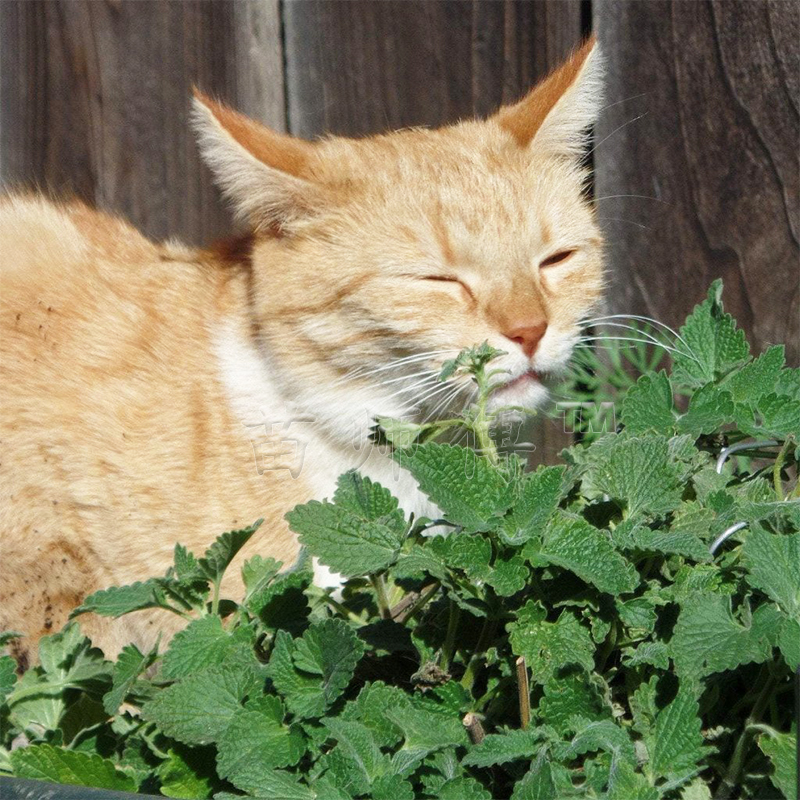 猫薄荷种子种籽春季夏季秋季四季阳台盆栽香草食用猫薄荷草种孑苗-图1