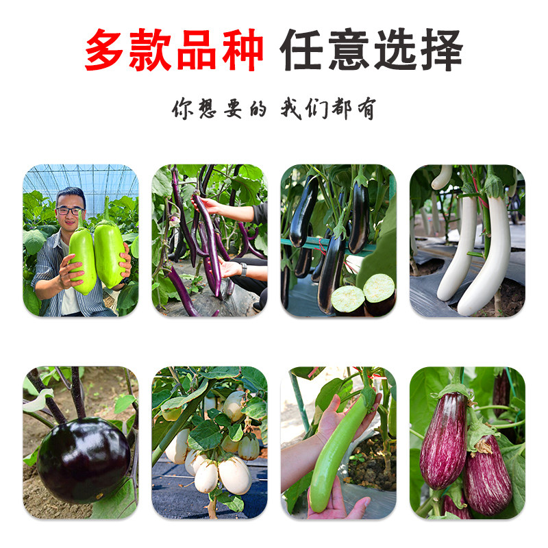 茄子苗绿长茄圆茄白烧烤茄秧四季蔬菜种子种籽秧苗菜苗孑大全嫁接,淘宝优惠券,粉丝福利购,淘宝优惠卷