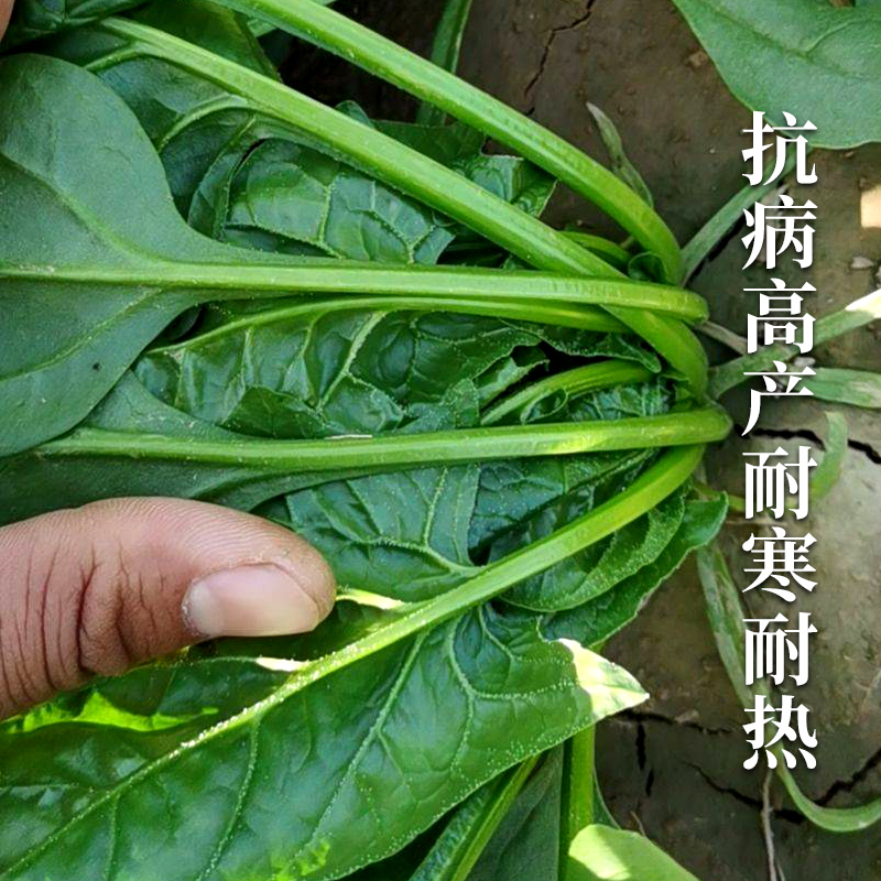 大叶菠菜种子耐寒高产红根波菜种籽子盆栽菜籽四季阳台菜种孑籽种 - 图2