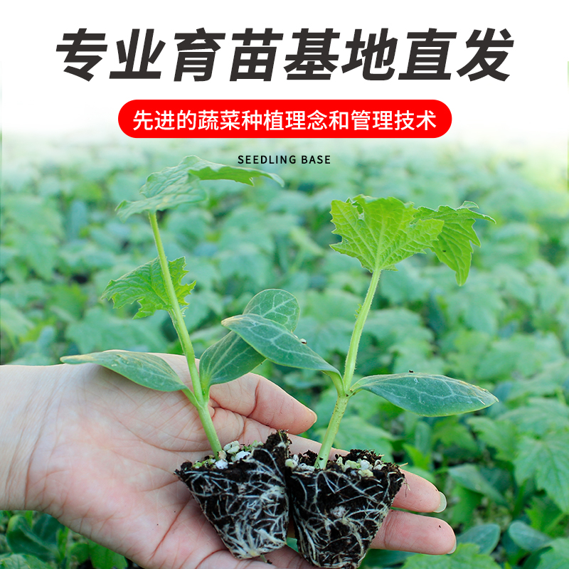 水果小黄瓜种苗旱嫁接高产大全大黄瓜春季四季盆栽蔬菜苗秧孑秧苗 - 图2