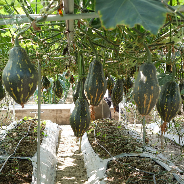 Sweet glutinous vegetable pumpkin seed powder