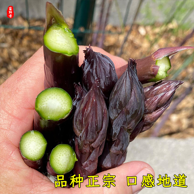 美国鹰牌绿芦笋种子种籽苗根紫色激情四季种植高产盆栽蔬菜种苗孑,淘宝优惠券,粉丝福利购,淘宝优惠卷