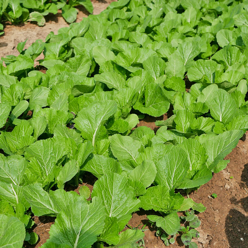 春菜种子四季易种小白菜芥菜青菜种籽速生耐寒耐热阳台盆栽蔬菜孑-图3