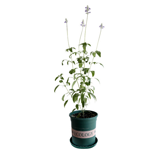 鼠尾草苗藿香牛至马郁兰甜叶菊香妃草苗盆栽食用香草种苗孑种子籽 - 图3