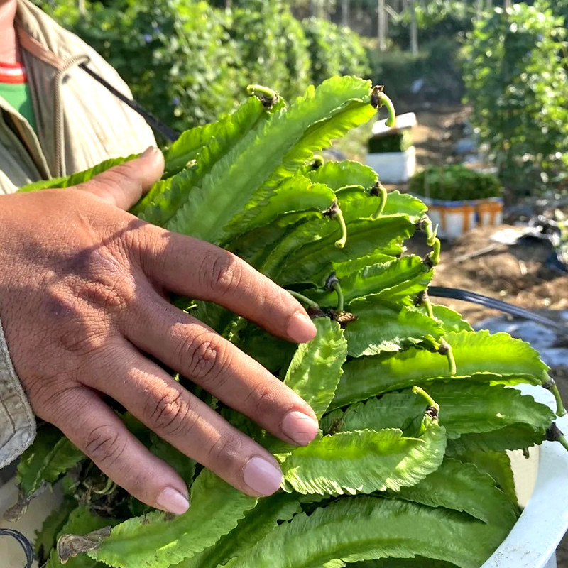 凌王F1四棱豆种子/种籽豆角苗 皇帝豆四角豆 高产四季蔬菜种苗孑,淘宝优惠券,粉丝福利购,淘宝优惠卷