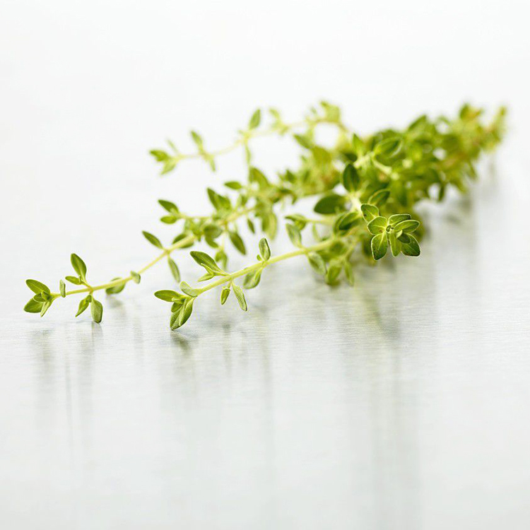 百里香苗花卉植物盆栽百里香盆栽香草花卉绿植西餐配菜作料香草类 - 图2