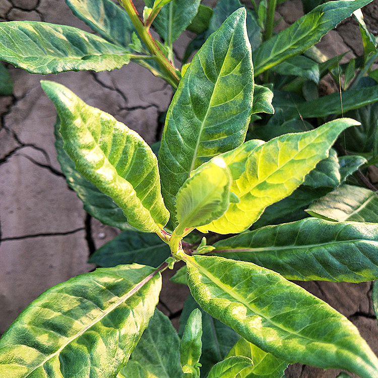 明月草苗 金鸡毛草泰国仙草 白背菜三七 香草苗 蔬菜种植阳台盆栽 - 图1