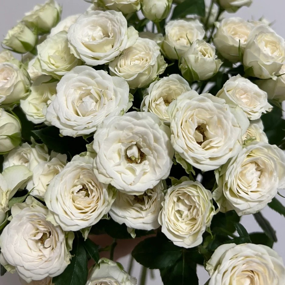 多头玫瑰泡泡鲜切花云南基地直发昆明鲜花水养瓶插花花束蔷薇礼物,淘宝优惠券,粉丝福利购,淘宝优惠卷