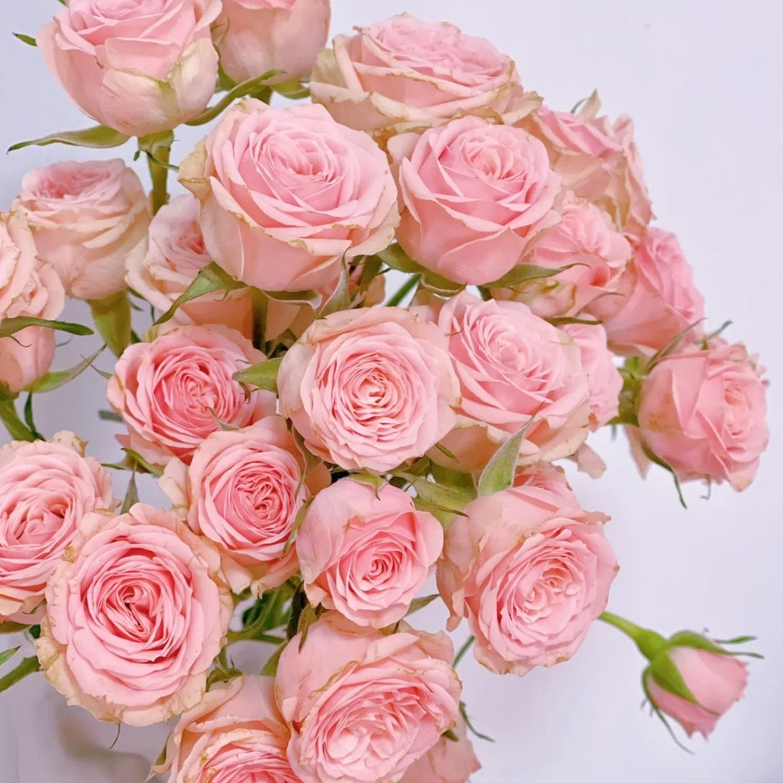 多头玫瑰泡泡鲜切花云南基地直发昆明鲜花水养瓶插花花束蔷薇礼物,淘宝优惠券,粉丝福利购,淘宝优惠卷