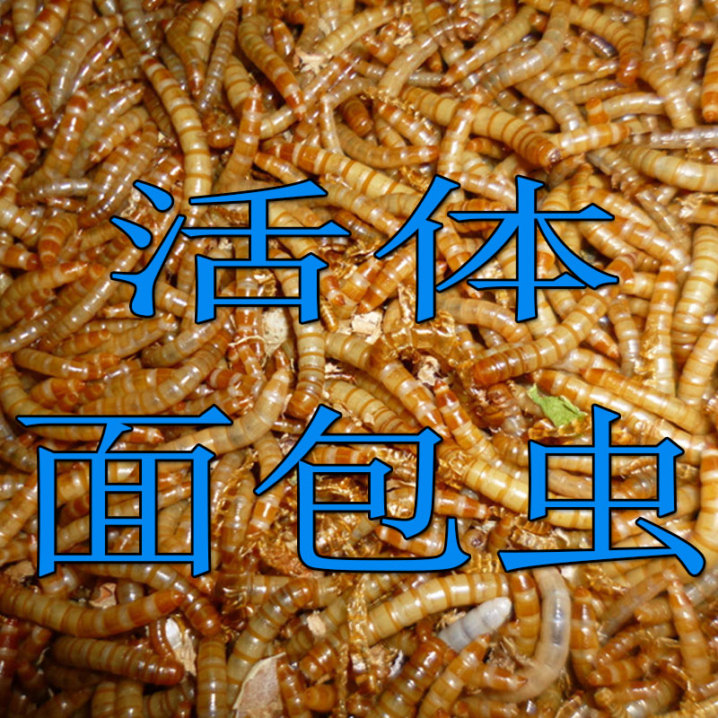 活体面包虫宠物饲料活体黄粉虫蜘蛛守宫饲料仓鼠爬宠饲料 - 图0