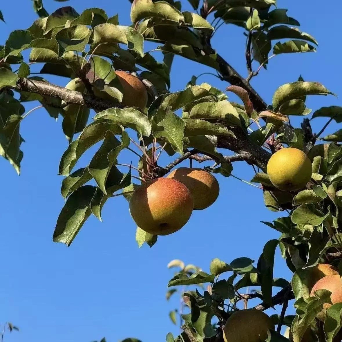 正宗苹果梨新鲜应季水果当季现摘现发孕妇时令水果脆甜多汁整箱邮,淘宝优惠券,粉丝福利购,淘宝优惠卷