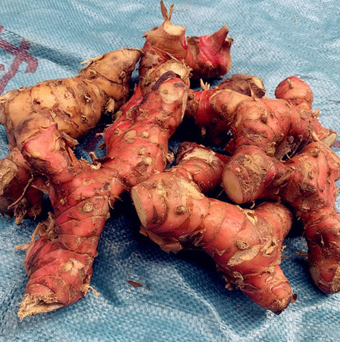 精选大块南姜红色3年姜 靓姜新鲜山姜潮汕南姜红色黄色随机发 - 图0