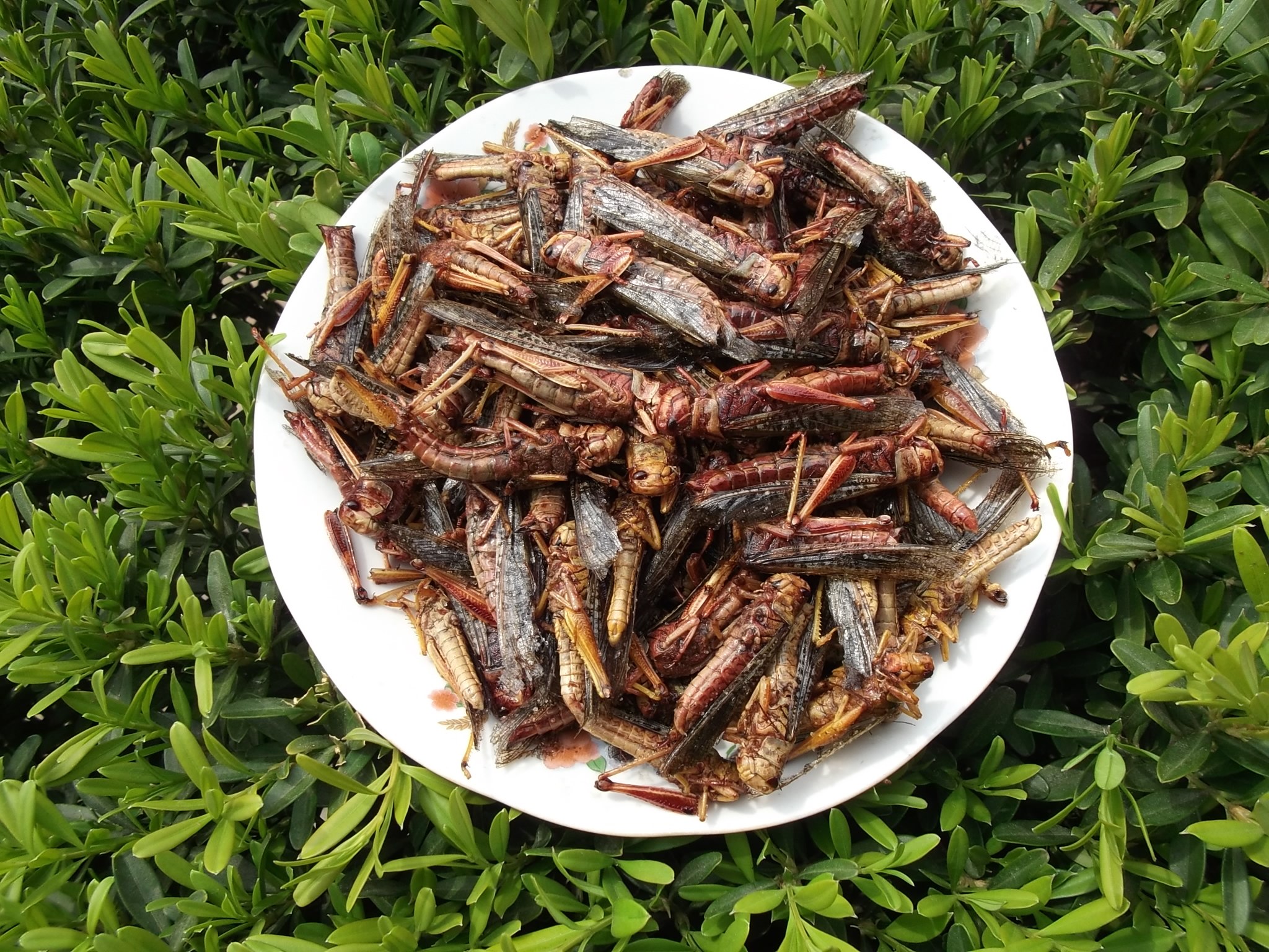 油炸大蚂蚱新鲜野生蝗虫蚱蜢高蛋白昆虫即食下酒菜沂蒙山特产美味