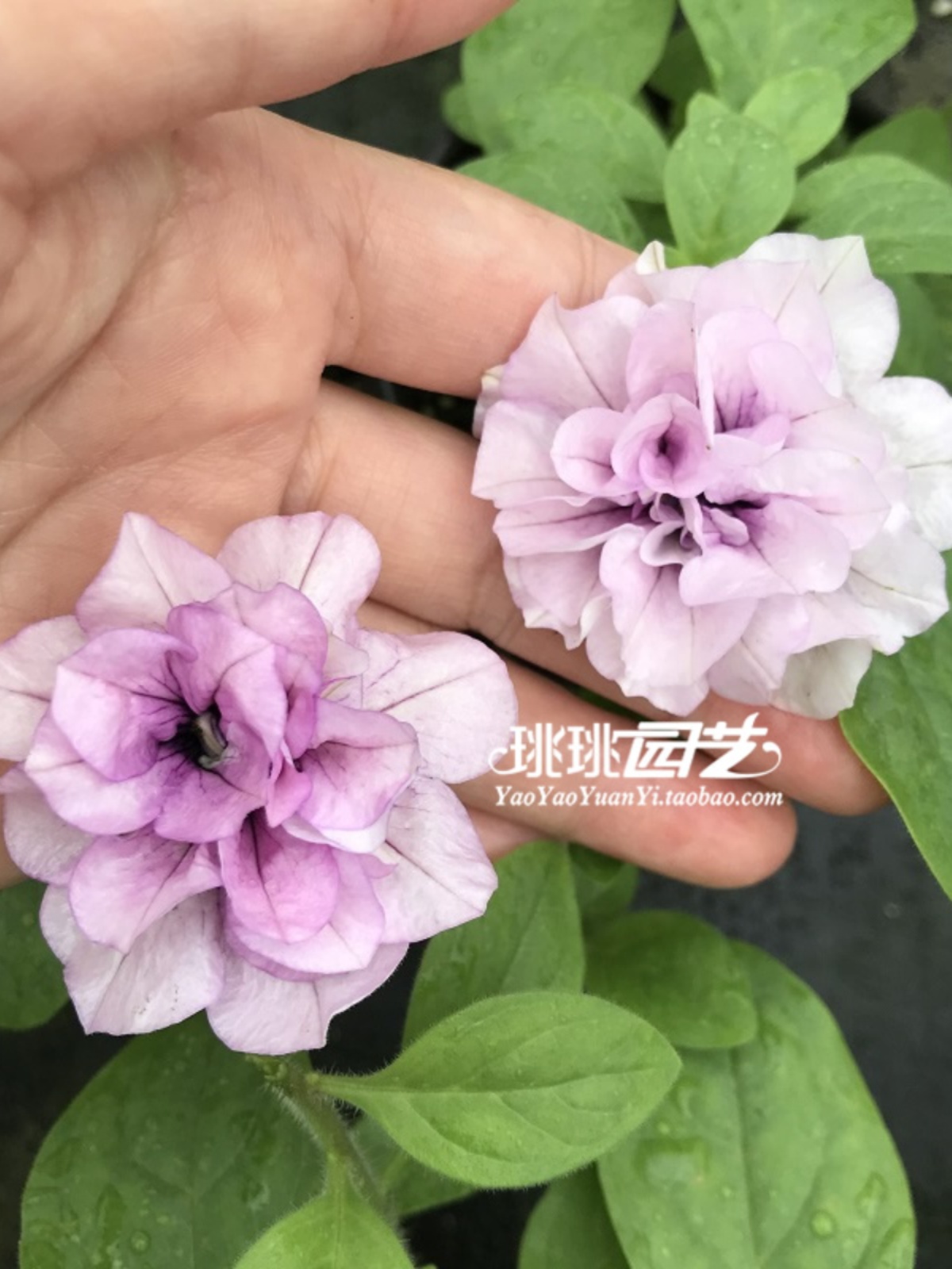 【2盆包邮】矮牵牛重瓣花苗伊丽莎白玛丽亚苏糖系列爆盆四季开花-图2