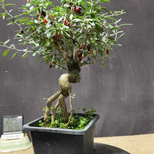 花卉绿植盆景四季观赏阳台庭院客厅造型老桩海棠梅花赏花树木盆栽 - 图2