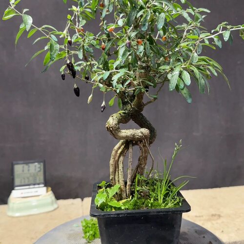 花卉绿植盆景四季观赏阳台庭院客厅造型老桩海棠梅花赏花树木盆栽 - 图1