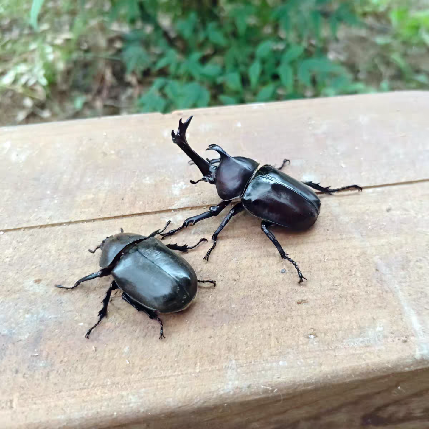 独角仙幼虫活虫一公一母套餐大号甲虫姬兜宠物带发酵木屑饲养盒子,淘宝优惠券,粉丝福利购,淘宝优惠卷