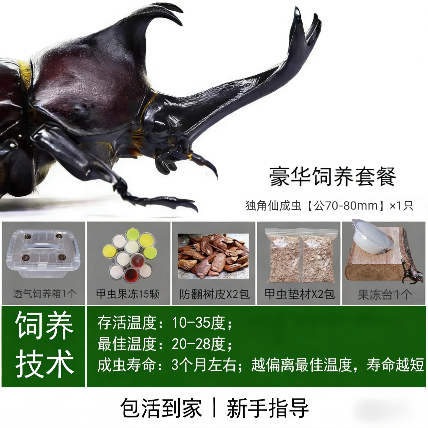 独角仙甲虫宠物成虫幼虫姬兜爬虫巨型超大个体兜虫花金龟活体锹甲,淘宝优惠券,粉丝福利购,淘宝优惠卷