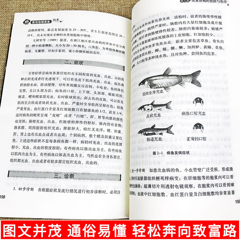 正版高效池塘养鱼技术鱼病鉴别快速诊断防治疗全书科学生态养鱼淡水鱼类水产养殖技术书籍大全一本通池塘建设亲鱼繁育饲养管理教程-图1