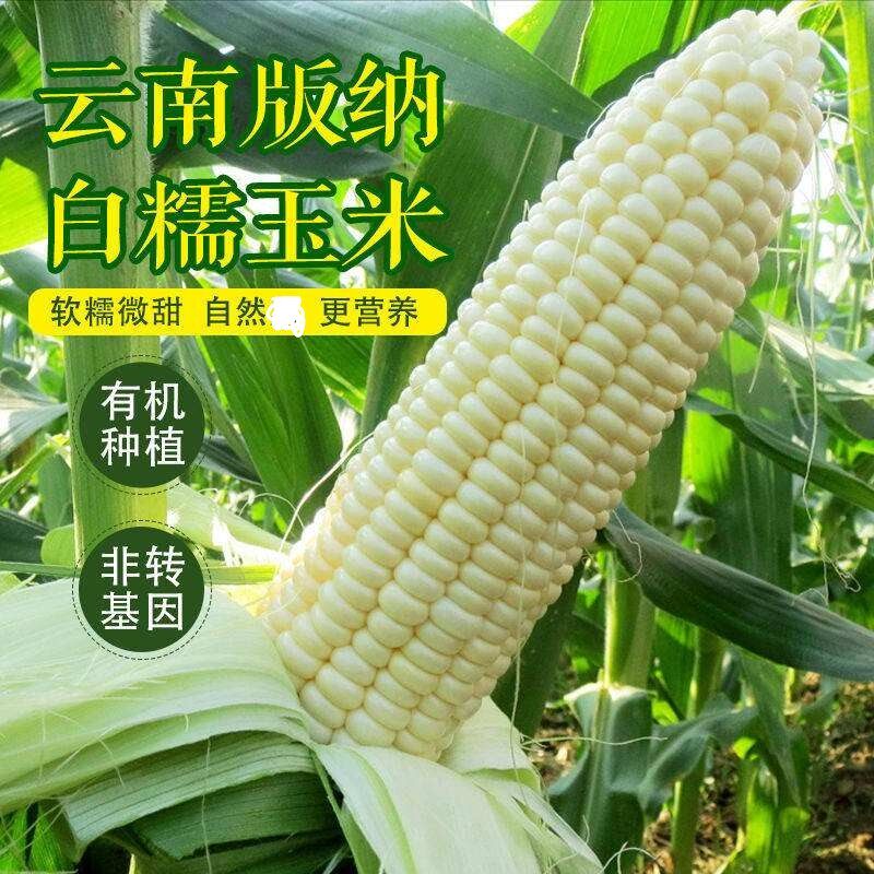 新鲜白嫩软带壳糯玉米云南特产农家现摘现发粘玉米棒包谷五谷杂粮