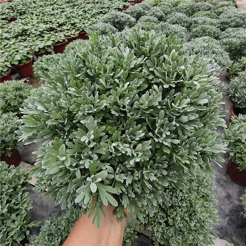 芙蓉菊盆栽玉芙蓉海芙蓉苗白艾花卉阳台庭院雪艾阳台绿植宝宝洗澡 - 图1