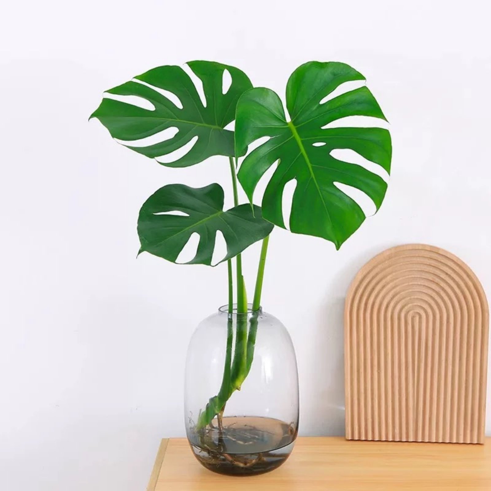 龟背竹水培植物大叶耐阴绿植盆栽天堂鸟室内客厅净化空气四季常青,淘宝优惠券,粉丝福利购,淘宝优惠卷