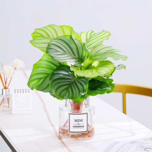 水培植物室内好养青苹果竹芋绿植盆栽四季适合客厅办公室大叶花卉 - 图0