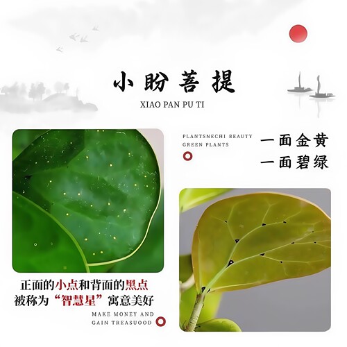 水培植物带果小盼菩提树苔藓球植物办公客厅室内桌面绿植四季盆景 - 图1