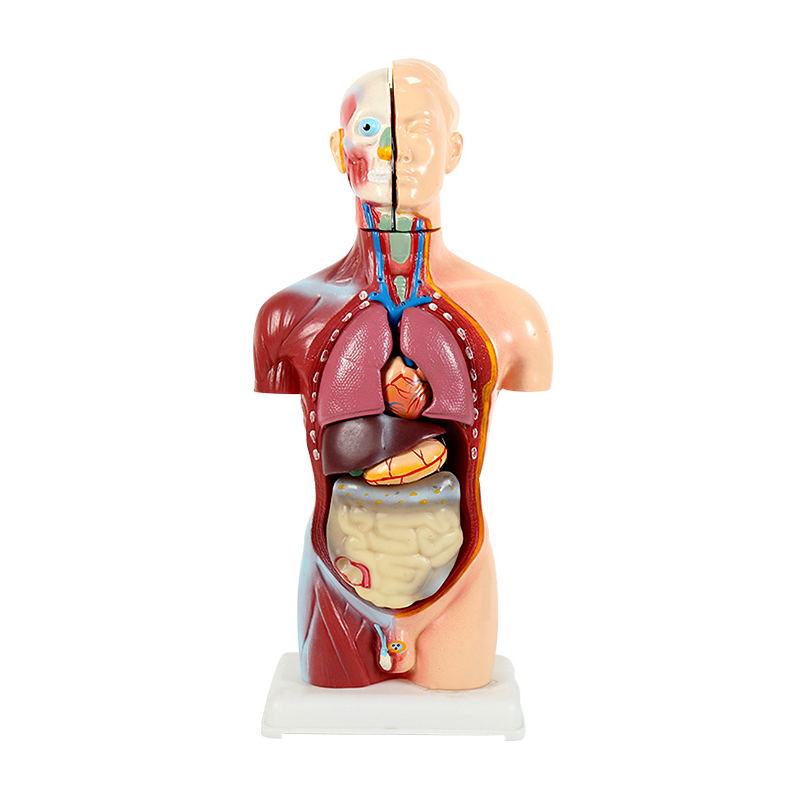 儿童版可拆卸人体结构模型器官解剖身体内脏五脏六腑骨骼拼装玩具-图3