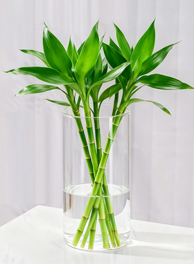 简约透明玻璃花瓶水培植物