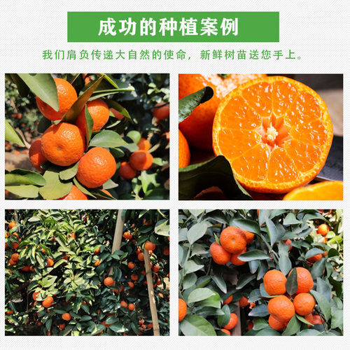 广东四会沙糖桔树苗正宗砂糖橘苗嫁接苗 喷药后无子无核南方植物 - 图0