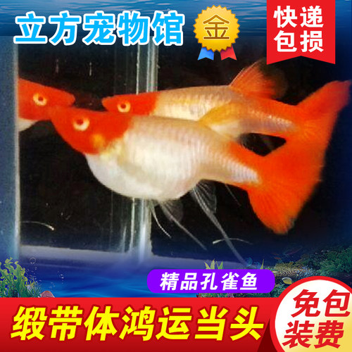 鸿运当头红头孔雀鱼热带鱼转运鱼燕尾精品活体种鱼种鱼纯种 - 图0