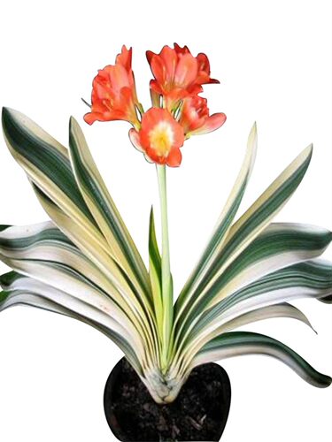 君子兰盆栽精品彩兰大小苗花卉植物高档名贵圆头和尚室内一物一拍 - 图3