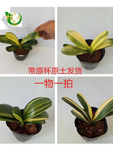 君子兰盆栽精品彩兰大小苗花卉植物高档名贵圆头和尚室内一物一拍 - 图2