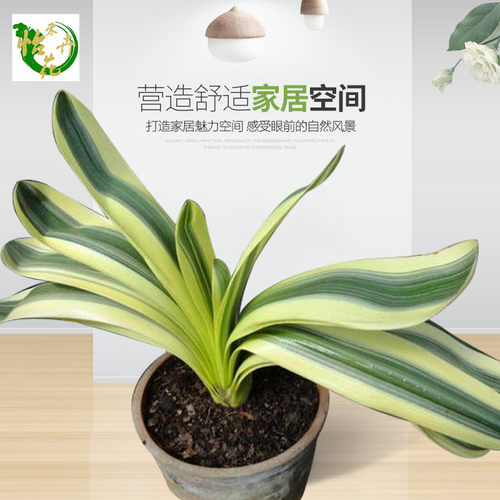 君子兰盆栽精品彩兰大小苗花卉植物高档名贵圆头和尚室内一物一拍 - 图0