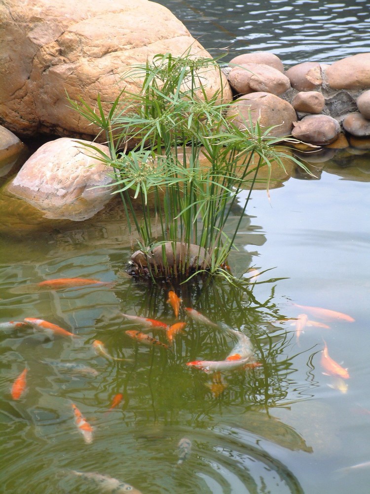 水竹盆栽绿植花卉水竹苗伞草观音竹富贵竹冬季植物室内盆栽 - 图0