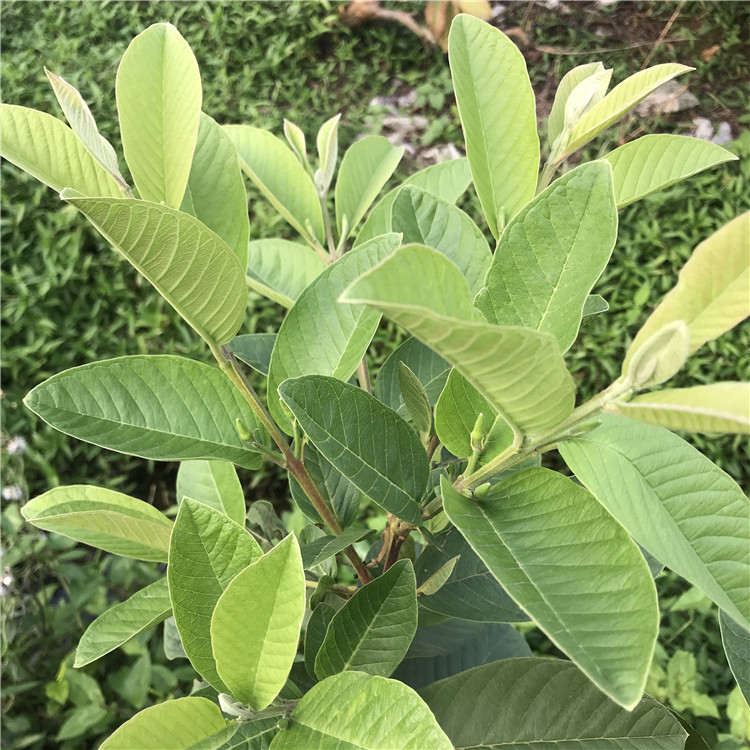 番石榴茶番石榴叶茶下糖野生无糖红心珍珠芭乐叶子1斤装新鲜晒干 - 图2