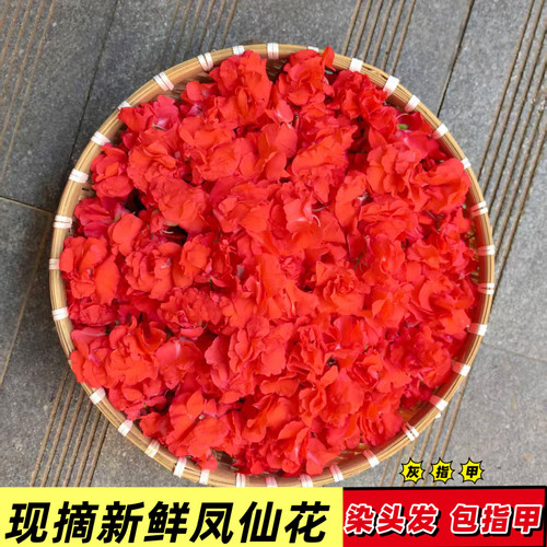 红白色凤仙花花瓣新鲜灰甲指甲草花染指甲粉泡脚小桃红女儿花泡茶 - 图2