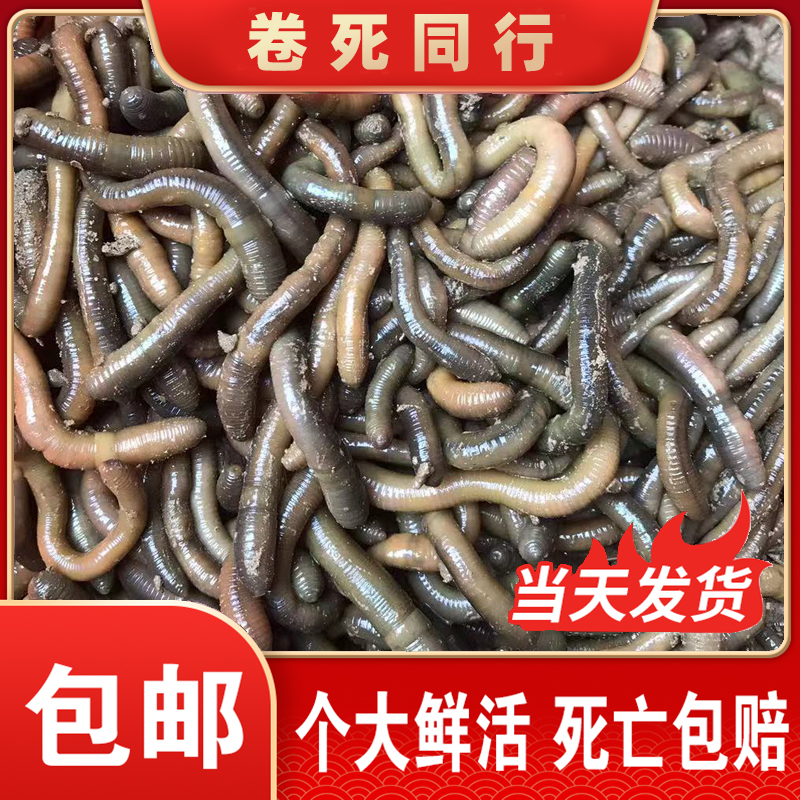 活饵蚯蚓鱼饵黑蚯蚓活体青蚯蚓钓黄鳝大青钓鱼小丘引包邮鲜活渔具 - 图0