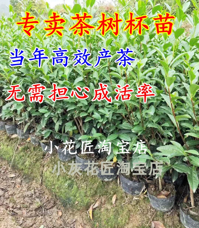 盆栽西湖龙井群体种茶叶树苗含盆带土洞庭碧螺春铁观音绿茶苗-图0